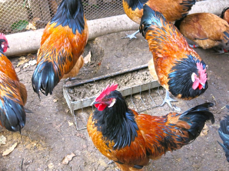 Vorwerk Chicken: History, Traits & Care - A Comprehensive Guide