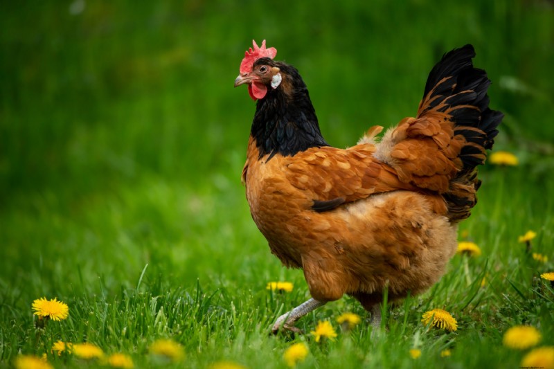 Vorwerk Chicken: History, Traits & Care - A Comprehensive Guide
