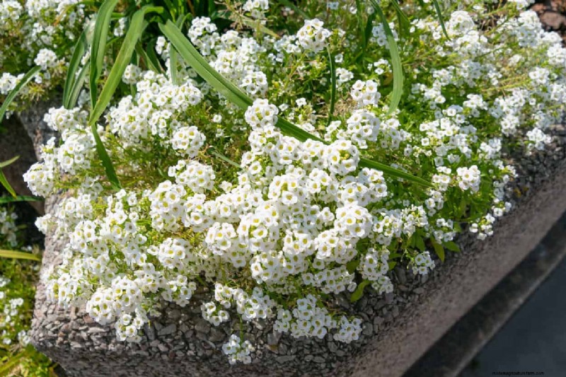 Sweet Alyssum: The Essential Companion Plant for a Thriving Garden