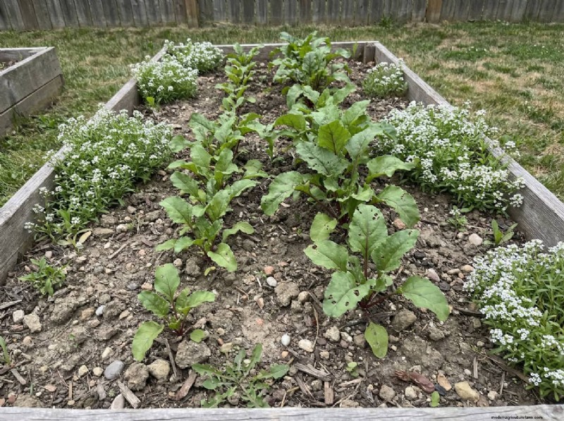 Sweet Alyssum: The Essential Companion Plant for a Thriving Garden