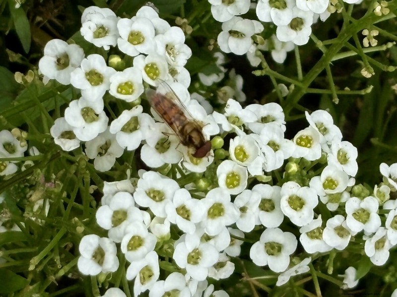 Sweet Alyssum: The Essential Companion Plant for a Thriving Garden