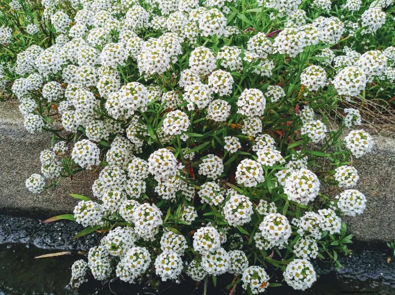 Sweet Alyssum: The Essential Companion Plant for a Thriving Garden