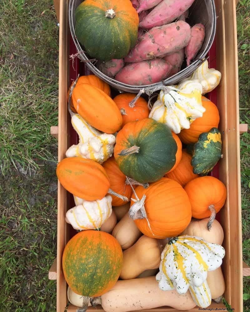 Winter Squash: Storage, Benefits & How to Preserve
