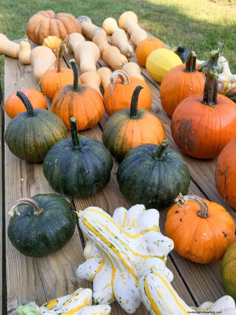 Winter Squash: Storage, Benefits & How to Preserve
