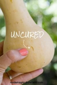 Winter Squash: Storage, Benefits & How to Preserve