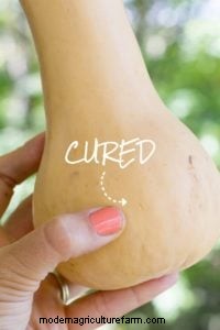 Winter Squash: Storage, Benefits & How to Preserve