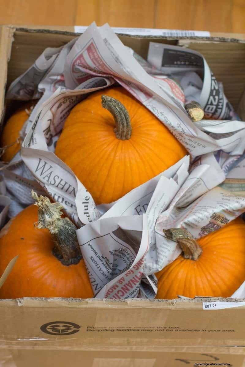 Winter Squash: Storage, Benefits & How to Preserve