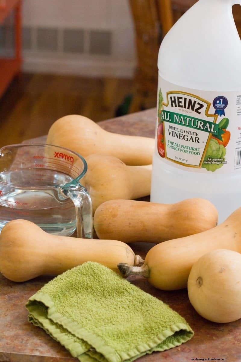 Winter Squash: Storage, Benefits & How to Preserve