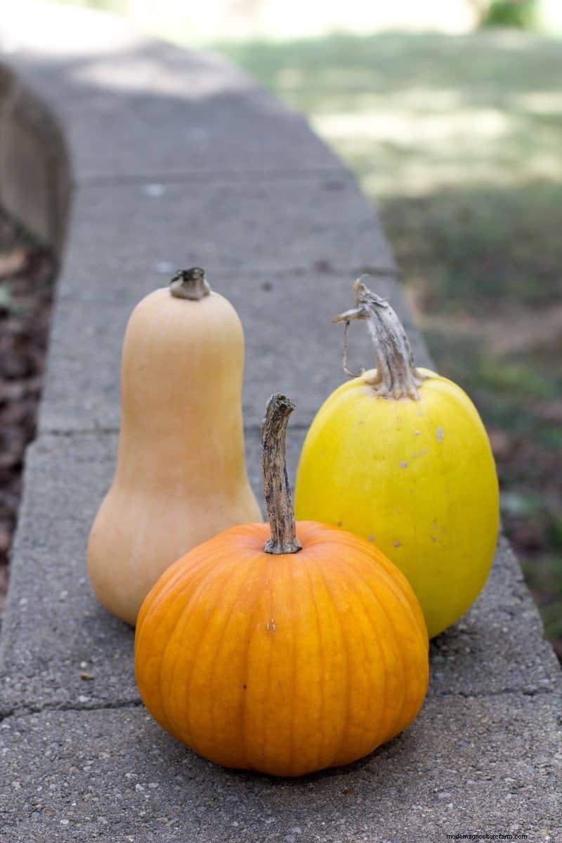 Winter Squash: Storage, Benefits & How to Preserve