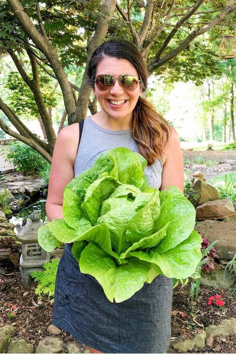 Lettuce Harvesting Guide: Maximize Your Yield & Enjoy Continuous Harvests
