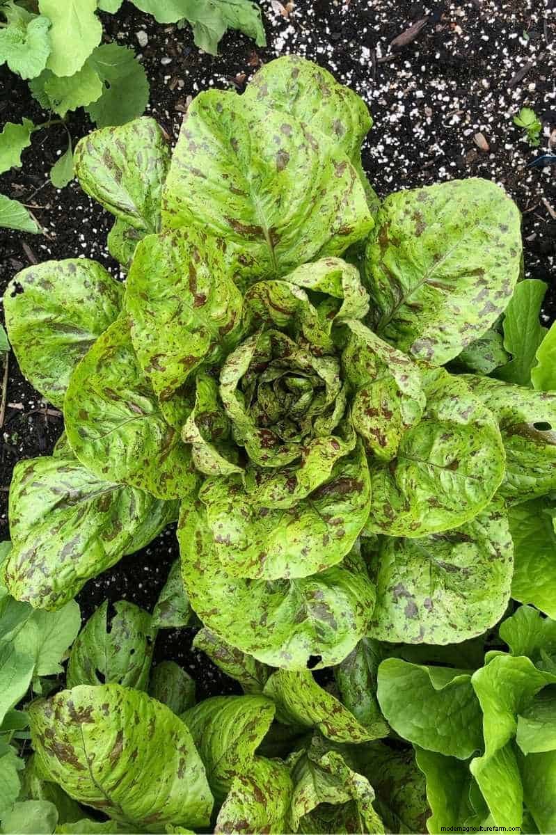 Lettuce Harvesting Guide: Maximize Your Yield & Enjoy Continuous Harvests
