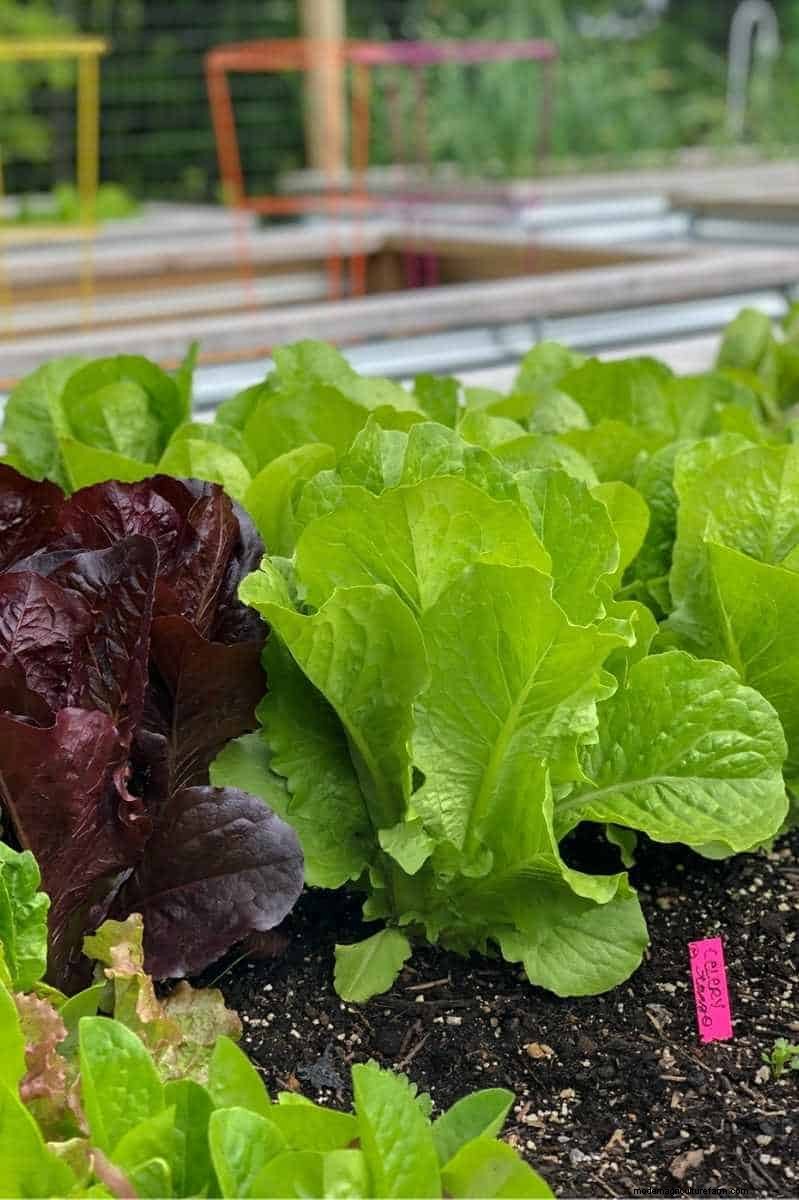 Lettuce Harvesting Guide: Maximize Your Yield & Enjoy Continuous Harvests
