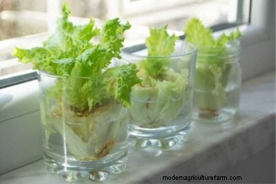 Lettuce Harvesting Guide: Maximize Your Yield & Enjoy Continuous Harvests