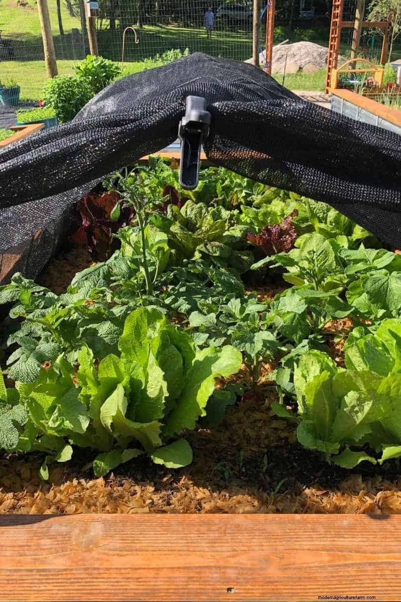 Lettuce Harvesting Guide: Maximize Your Yield & Enjoy Continuous Harvests