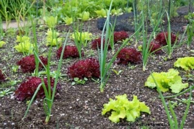 Onion Companion Planting: Boost Yields & Protect Your Garden