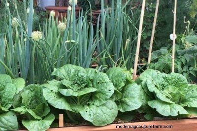 Onion Companion Planting: Boost Yields & Protect Your Garden