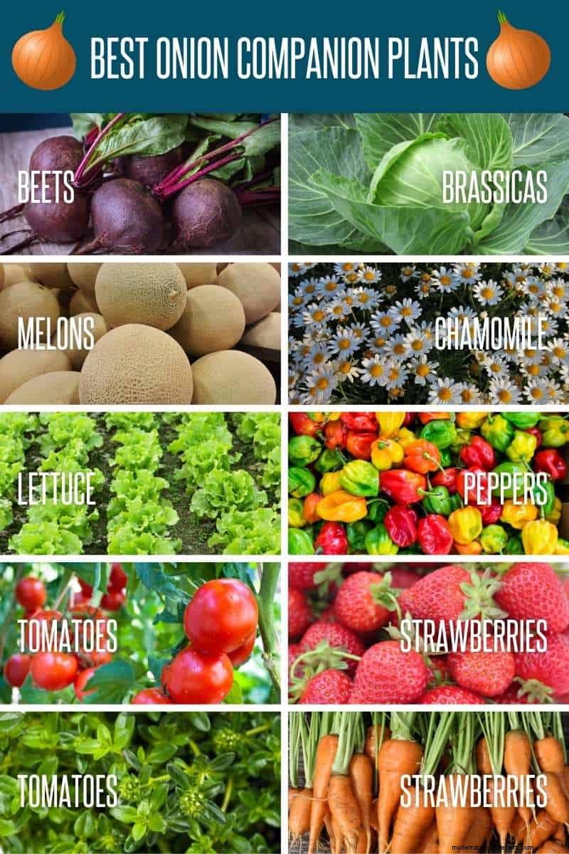 Onion Companion Planting: Boost Yields & Protect Your Garden