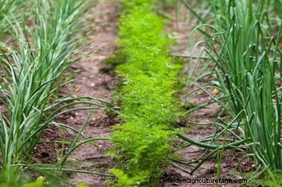 Onion Companion Planting: Boost Yields & Protect Your Garden