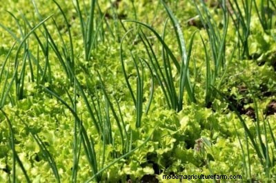 Onion Companion Planting: Boost Yields & Protect Your Garden