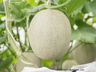 Cantaloupe Ripeness: A Complete Guide to Choosing the Perfect Melon