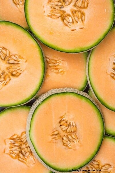Cantaloupe Ripeness: A Complete Guide to Choosing the Perfect Melon