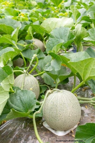 Cantaloupe Ripeness: A Complete Guide to Choosing the Perfect Melon