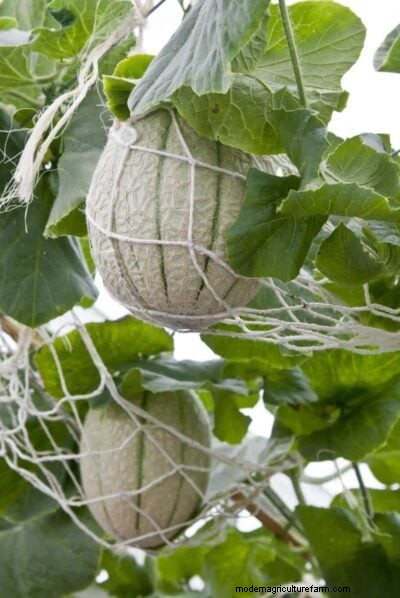 Cantaloupe Ripeness: A Complete Guide to Choosing the Perfect Melon