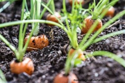 Carrot Planting Guide: Optimal Dates & Growing Zone Calculator