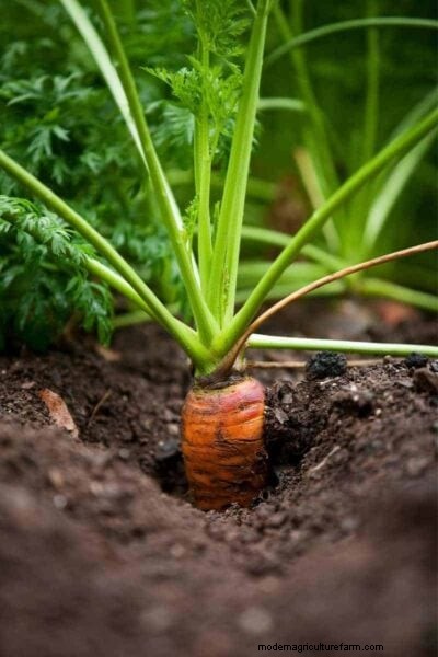Carrot Planting Guide: Optimal Dates & Growing Zone Calculator