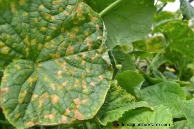 Yellow Cucumber Leaves: Causes & Solutions for Healthy Plants