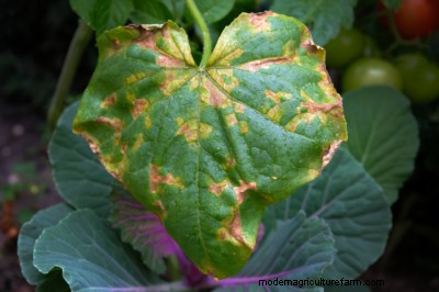 Yellow Cucumber Leaves: Causes & Solutions for Healthy Plants