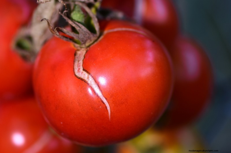 Tomato Cracking: Causes, Prevention & Solutions | Gardening Know How