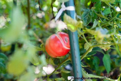 Tomato Cracking: Causes, Prevention & Solutions | Gardening Know How