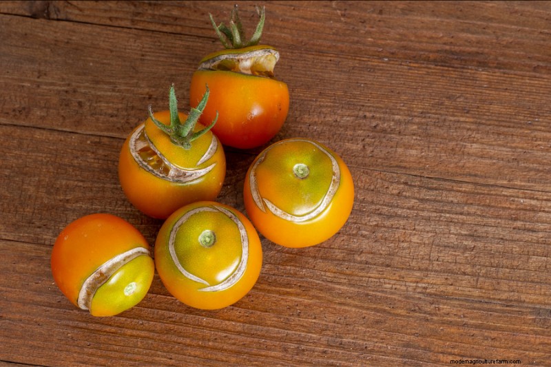 Tomato Cracking: Causes, Prevention & Solutions | Gardening Know How