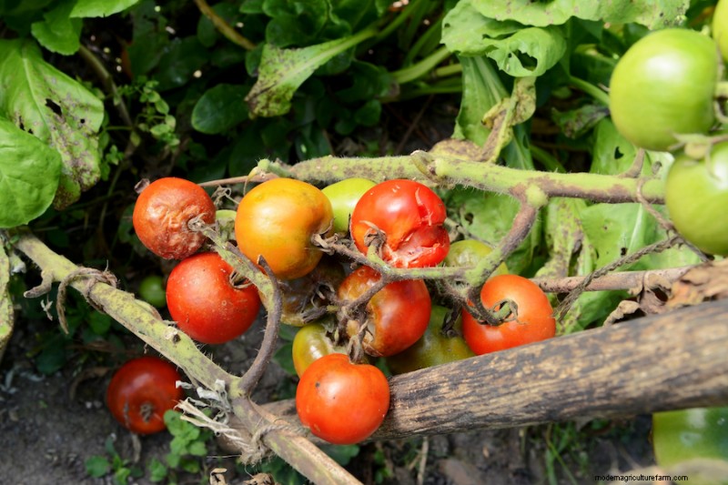 Tomato Cracking: Causes, Prevention & Solutions | Gardening Know How