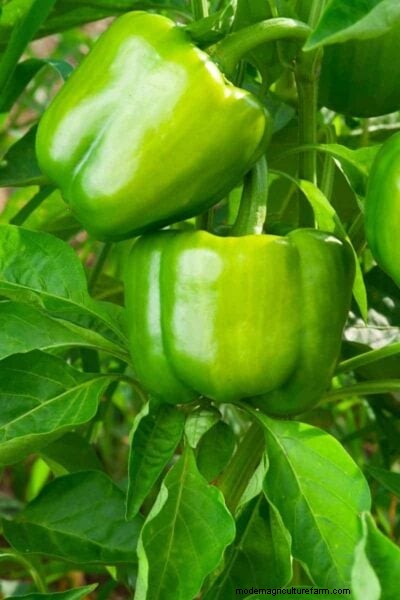 How to Harvest Bell Peppers: Timing & Ripeness