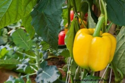 How to Harvest Bell Peppers: Timing & Ripeness