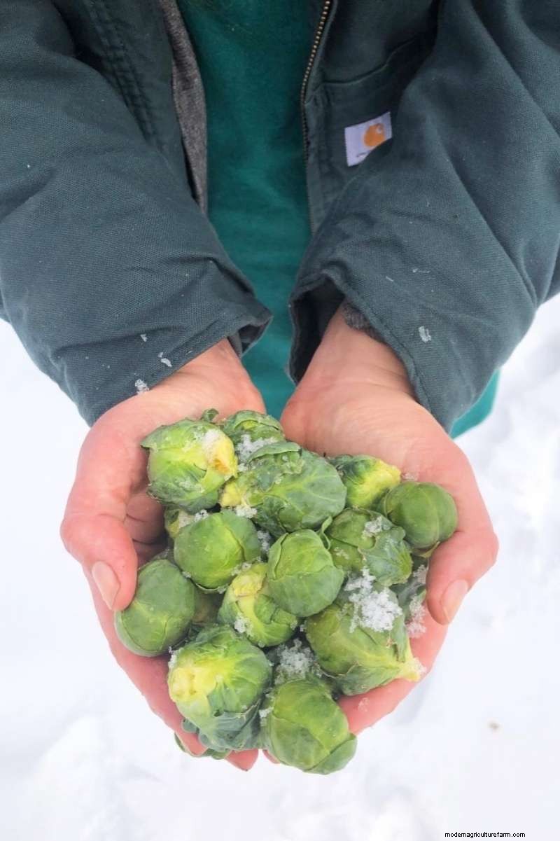 Brussel Sprouts: Harvesting Guide for Optimal Flavor & Yield