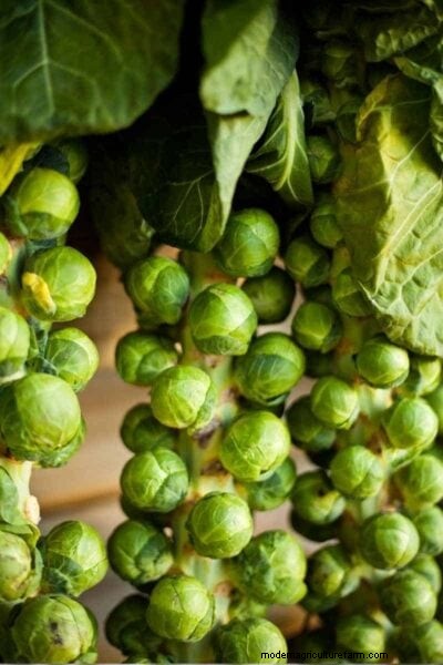 Brussel Sprouts: Harvesting Guide for Optimal Flavor & Yield
