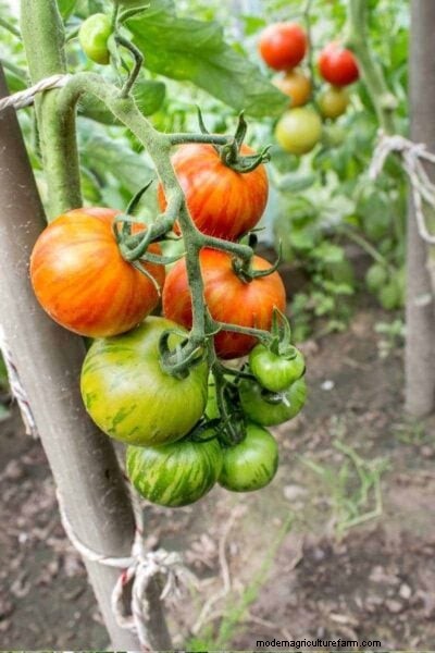 Determinate vs. Indeterminate Tomatoes: A Gardener s Guide