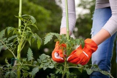 Determinate vs. Indeterminate Tomatoes: A Gardener s Guide