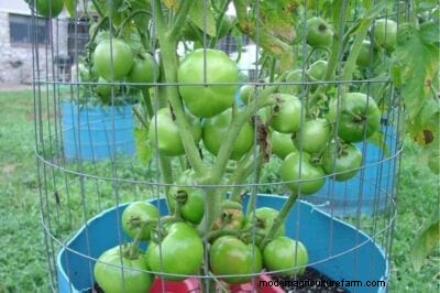Determinate vs. Indeterminate Tomatoes: A Gardener s Guide