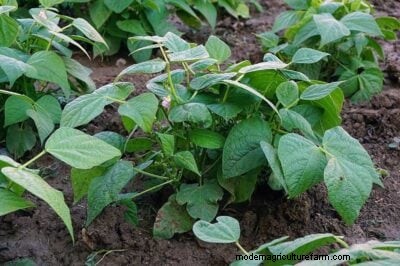 Bush Beans vs. Pole Beans: A Comprehensive Growing Guide