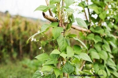 Bush Beans vs. Pole Beans: A Comprehensive Growing Guide