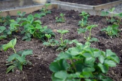 Best Time to Plant Strawberries: A Master Gardener s Guide