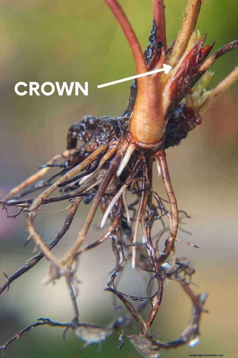 Best Time to Plant Strawberries: A Master Gardener s Guide