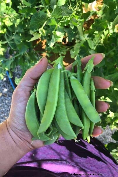 Guide to Growing Peas: Types, Varieties & Garden Tips