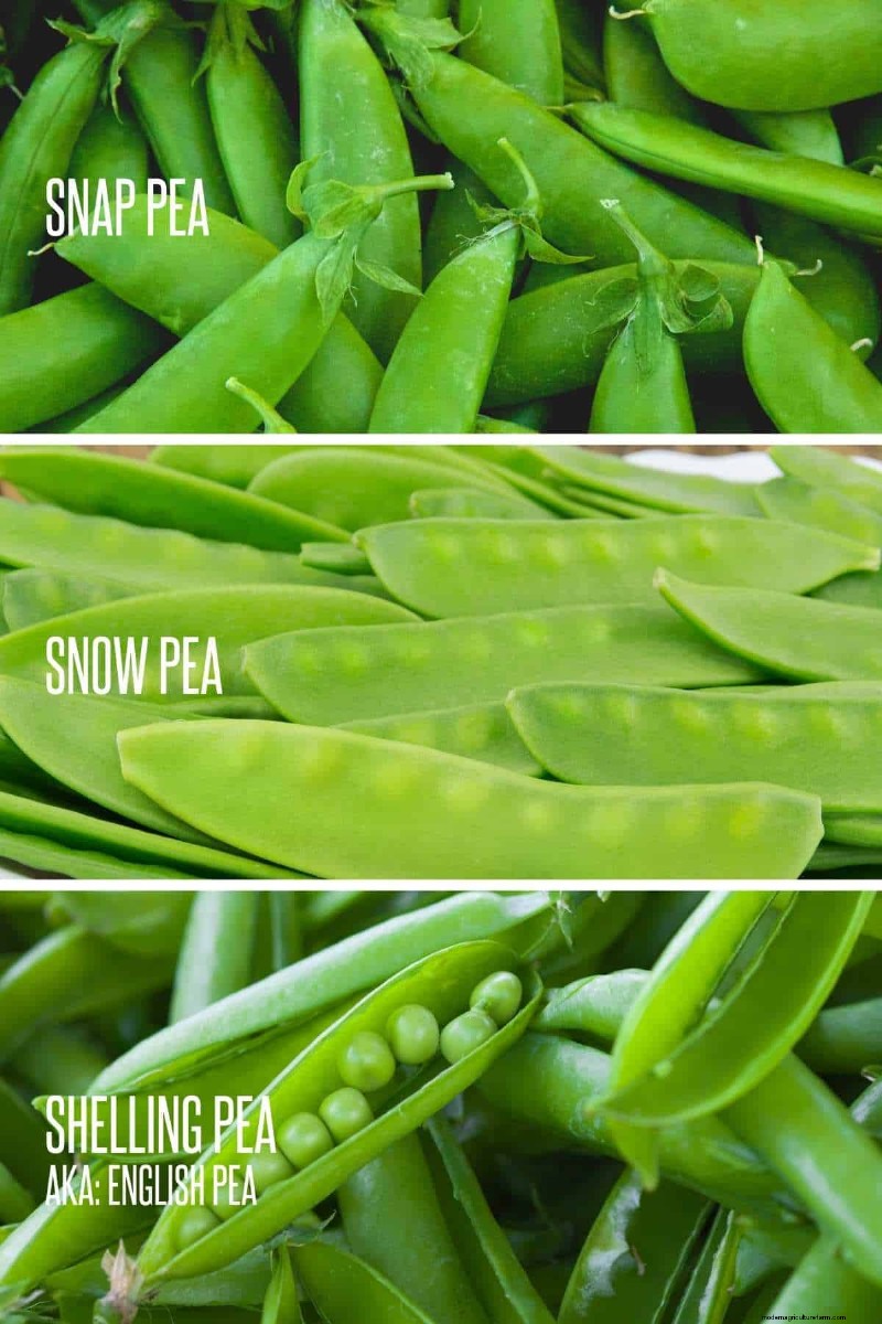 Guide to Growing Peas: Types, Varieties & Garden Tips
