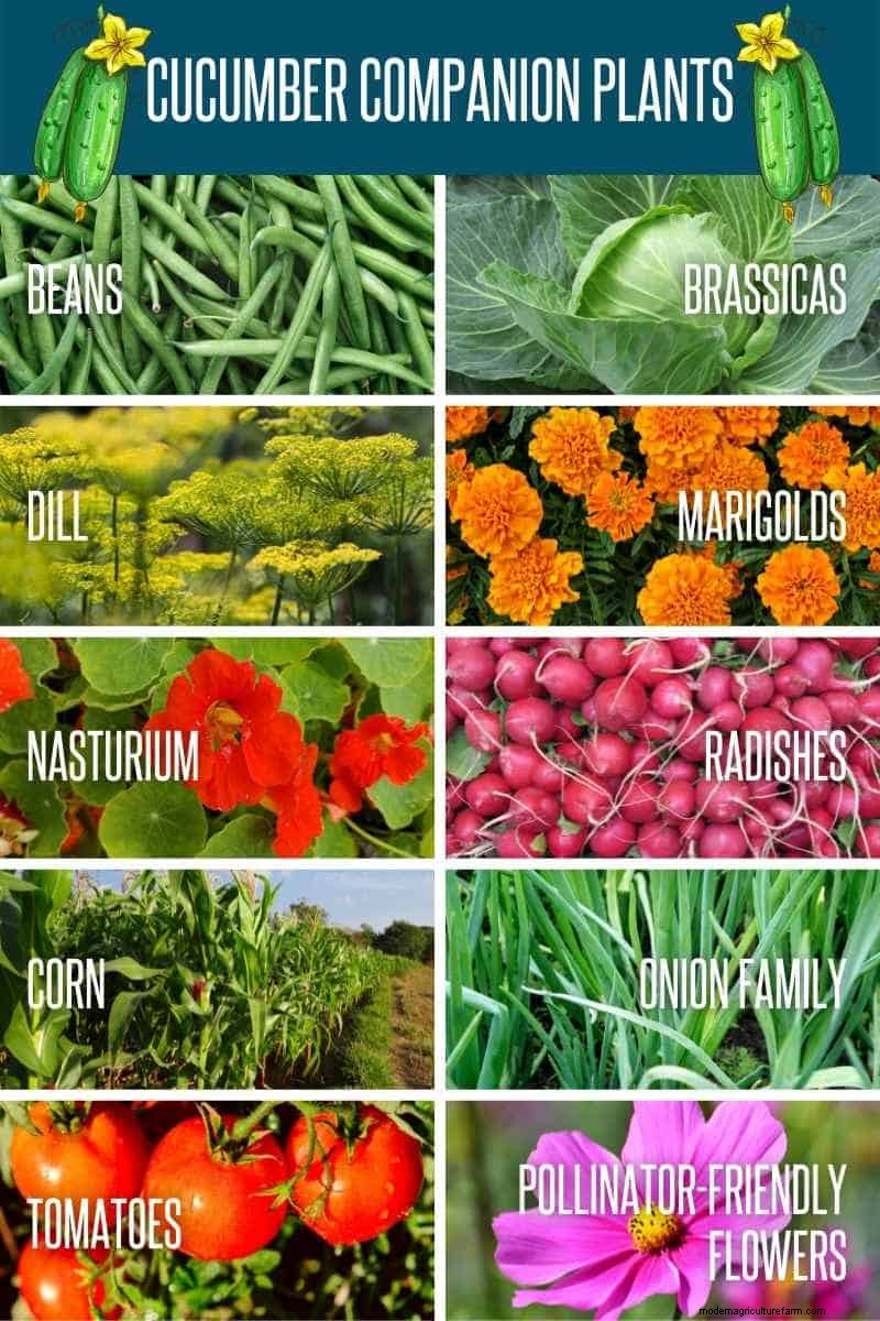 Best Companion Plants for Cucumbers: Boost Yield & Pest Control