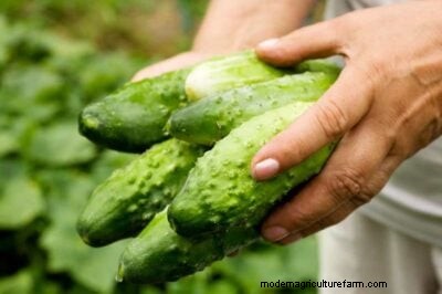 Best Companion Plants for Cucumbers: Boost Yield & Pest Control